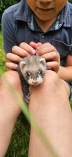 Frettenpups. Frettenpup, Dieren en Toebehoren, Overige Dieren, Juni, Vrouwelijk