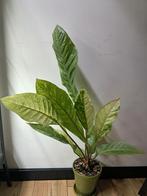 Anthurium variegata, Ophalen of Verzenden, Halfschaduw, Minder dan 100 cm