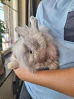pluis konijn ram, Dieren en Toebehoren, Konijnen, Mannelijk, Middelgroot, 0 tot 2 jaar