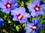 Hibiscus - paars - Althaestruik, Ophalen, Overige soorten, Minder dan 100 cm