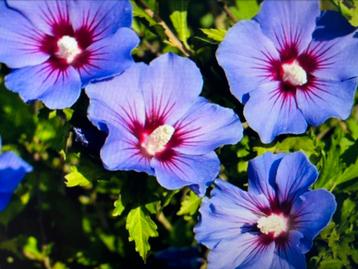 Hibiscus - paars - Althaestruik beschikbaar voor biedingen