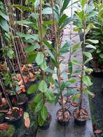 prunus spillen Rotundifolia, Caucasica, Novita, Tico 🌿, Tuin en Terras, Planten | Bomen, Ophalen, Bloeit niet, Halfschaduw, Overige soorten