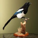 Taxidermie | Recente opgezette ekster op hout, Ophalen of Verzenden, Nieuw, Vogel, Opgezet dier