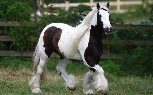 GEZOCHT KINDERPONY TINKER, Dieren en Toebehoren, Paarden en Pony's | Verzorgingsproducten, Ophalen