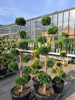 cupressocyparis leylandii multibol vormsnoei 150-175 cm, Bloeit niet, Overige soorten, 100 tot 250 cm, Ophalen