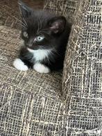 Kittens te koop, Dieren en Toebehoren, Katten en Kittens | Raskatten | Korthaar, Poes, Ontwormd, 0 tot 2 jaar