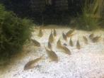 Kweekgroep Corydoras goldstripe, Zoetwatervis, Schoolvis