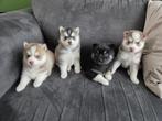 Pomsky pups, 8 tot 15 weken, Poolhond, Meerdere, Meerdere dieren