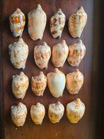 Voluta Cymbiola, Ophalen of Verzenden