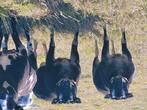 Luxe overjarige dassekop en bonte  dekrammen, Dieren en Toebehoren, Schapen, Geiten en Varkens, Mannelijk, Schaap