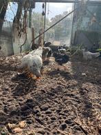 Wyandotte kriel kippen, Dieren en Toebehoren, Pluimvee, Meerdere dieren, Kip
