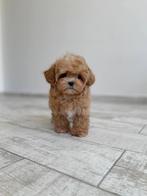 Exclusieve Maltipoo F1 Micro pups (Maltezer / Toy Poedel), Dieren en Toebehoren, Honden | Chihuahua's en Gezelschapshonden, Particulier