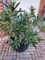 Oleander, Ophalen, Overige soorten, Volle zon