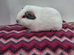 Zwart rus gladhaar cavia beertje, Dieren en Toebehoren, Cavia, Mannelijk, Juli, Tam