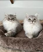 Prachtige Lieve Britse Langhaar Kittens, Dieren en Toebehoren, Meerdere dieren, Ontwormd, 0 tot 2 jaar