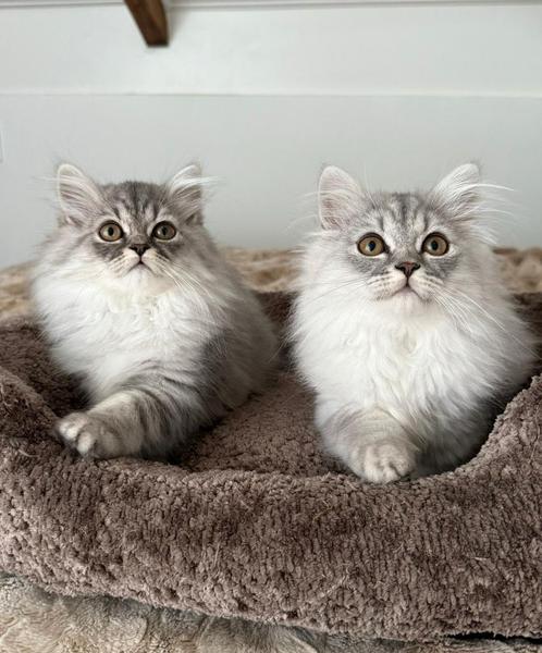 Prachtige Lieve Britse Langhaar Kittens, Dieren en Toebehoren, Katten en Kittens | Raskatten | Korthaar, Meerdere dieren, 0 tot 2 jaar