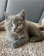 Grijze Britse korthaar kittens (vrouwtjes), Dieren en Toebehoren, Katten en Kittens | Raskatten | Korthaar, Poes, Ontwormd, 0 tot 2 jaar