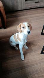 Pup beagle/kooiker reutje 20 weken, Dieren en Toebehoren, 15 weken tot 1 jaar, Reu, Parvo, Eén hond