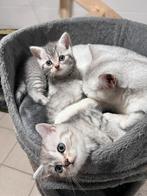 Britse korthaar kitten, Dieren en Toebehoren, Katten en Kittens | Raskatten | Langhaar, Kater