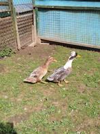 Koppel kuifeenden, Dieren en Toebehoren, Pluimvee, Meerdere dieren, Kip