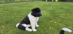 Amerikaanse akita puppy's, Dieren en Toebehoren, België, Particulier, Rabiës (hondsdolheid), Overige rassen