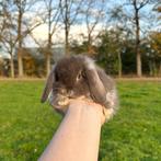 De liefste jonge konijntjes! Dwerg Hangoor NHD, Dieren en Toebehoren, Konijnen, Meerdere dieren, Dwerg, Hangoor, 0 tot 2 jaar