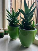 Bloempot groen glas 2 st met 2 planten aloe vetplant tot 33H, Ophalen, Vetplant, Halfschaduw, Minder dan 100 cm