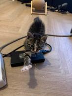 Kittens cypers-wit, Meerdere dieren, 0 tot 2 jaar