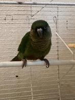 Pyrrhura, Vrouwelijk, Dwergpapegaai of Agapornis, Geringd