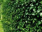 hedera hibernica klimop groenblijvende klimplant haag, Tuin en Terras, Ophalen, Overige soorten, Haag, 100 tot 250 cm