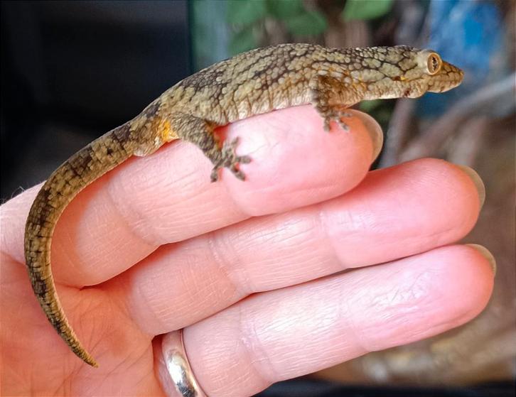 Eurydactylodes Vieillardi koppel bewezen voor Houten, Dieren en Toebehoren, Reptielen en Amfibieën, Hagedis, 3 tot 6 jaar