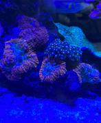 levend steen (30 cm) met diverse koraal, Dieren en Toebehoren, Vissen | Aquaria en Toebehoren, Ophalen, Plant(en), Steen of Hout