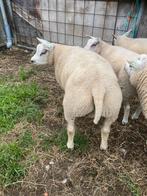 Dekrammen en Fokooien Texelaar, Dieren en Toebehoren, Schapen, Geiten en Varkens, Meerdere dieren, Schaap, 0 tot 2 jaar