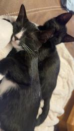 Kitten, Dieren en Toebehoren, Katten en Kittens | Raskatten | Korthaar, Poes, Ontwormd, 0 tot 2 jaar