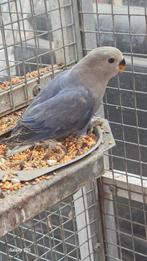 Collies te koop, Dieren en Toebehoren, Vogels | Parkieten en Papegaaien, Meerdere dieren, Dwergpapegaai of Agapornis, Tam