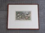 Eenden - antieke lithografie, Ophalen of Verzenden