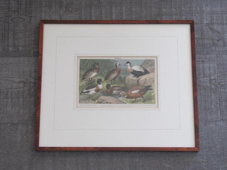 Eenden - antieke lithografie, Antiek en Kunst, Kunst | Litho's en Zeefdrukken, Ophalen of Verzenden