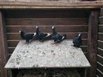 2 jonge adana wamduiven, Dieren en Toebehoren, Vogels | Duiven