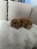 Baby dwergkonijntjes, Dieren en Toebehoren, Konijnen, Meerdere dieren, Dwerg