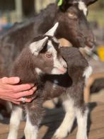 Te koop 2 mooie geiten, Dieren en Toebehoren, Schapen, Geiten en Varkens, Meerdere dieren, Geit, 0 tot 2 jaar