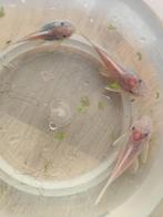 Ancistrus snow White, Dieren en Toebehoren, Vis, Zoetwatervis