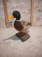 Opgezette woerd eend, Dieren en Toebehoren, Vogels | Overige Vogels, Mannelijk