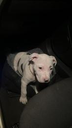 Prachtige Amerikaanse Stafford pup – Reutje – 9 weken oud, Reu, 8 tot 15 weken, American Staffordshire Terriër, Parvo