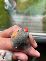 Koppels bleekrug, Dieren en Toebehoren, Vogels | Overige Vogels, Meerdere dieren, Tropenvogel