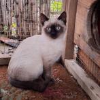 Knappe broers kittens Siamees X