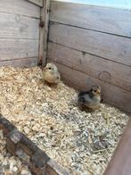 Cochin kriel kuikens, Dieren en Toebehoren, Pluimvee, Geslacht onbekend, Kip