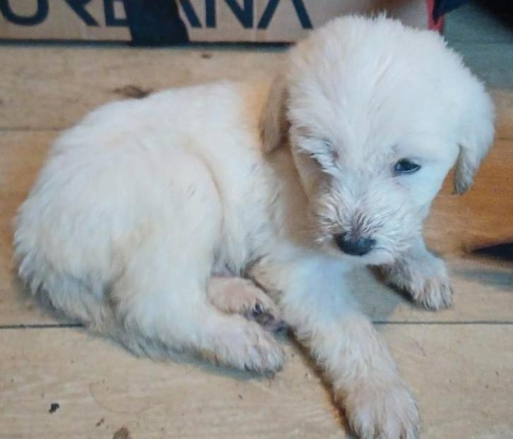 Sweety, ons laatste witte pupje zoekt nog een lief baasje!!!, Dieren en Toebehoren, Honden | Chihuahua's en Gezelschapshonden