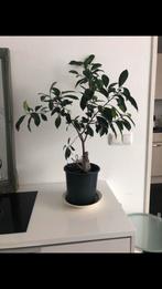 Prachtige, grote Bonsai bom € 15,00, Huis en Inrichting, Kamerplanten, Ophalen of Verzenden, Overige soorten, Minder dan 100 cm