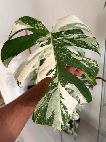 Monstera albo variegata beschikbaar voor biedingen