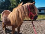 shetlandpony merrie en hengstveulen, Meerdere dieren, A pony (tot 1.17m), Gechipt, 7 tot 10 jaar